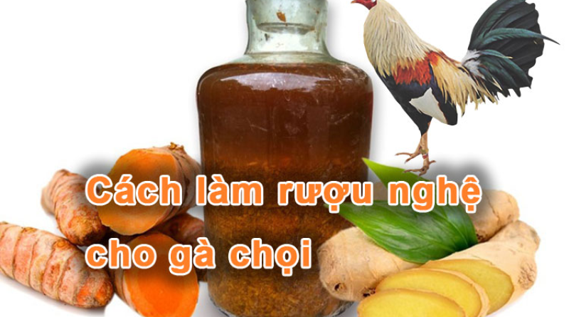 Cho gà chọi uống rượu có lợi ích gì? Có nên không?