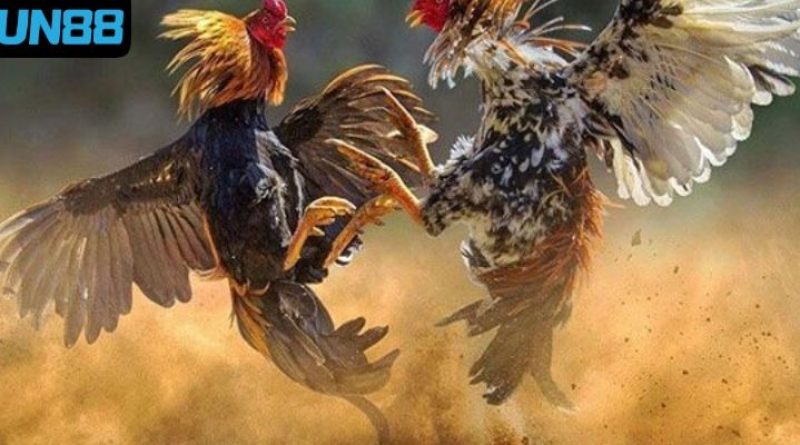 Đá gà Fun88 – Nơi quy tụ những trận cầu chọi gà đỉnh cao