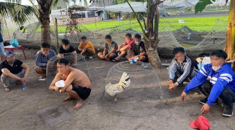 Các cuộc đá gà ăn tiền lớn tại vùng ven sài gòn